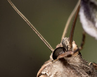 Pearly Underwing Moth - Peridroma saucia