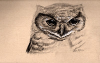 A young Great-horned Owl. Charcoal on Toned paper
