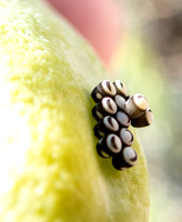 Harlequin bug - Murgantia histrionica
