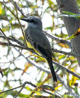 Tropical Kingbird - Tyrannus melancholicus