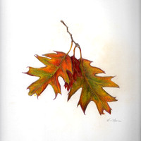 Oak leaves - colored pencl