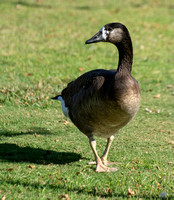greylag x canada goose hybrid