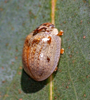 Eucalyptus leaf beetle - Chrysophtharta m-fuscum