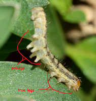 Prolegs and true legs of a larva