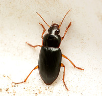 Ground beetle - Notiobia purpurascens