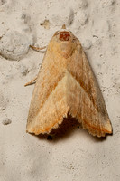 Straight-lined Seed Moth - Eublemma recta