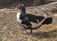 Muscovy Duck - Cairina moschata (Domestic)