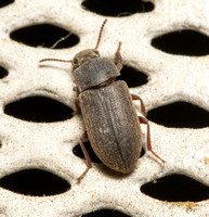 Darklng beetle - Blapstinus sp.