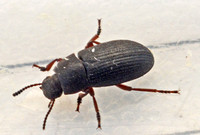 Darklng beetle - Blapstinus histricus