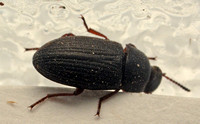 Darklng beetle - Blapstinus histricus