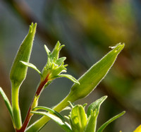Hooker's Evening Primrose - Oenothera elata (buds)