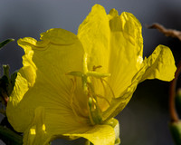 Hooker's Evening Primrose - Oenothera elata (flower)