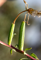 Hooker's Evening Primrose - Oenothera elata (seed pods)