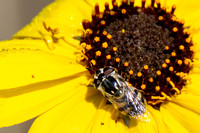 Flower fly - Copestylum marginatum