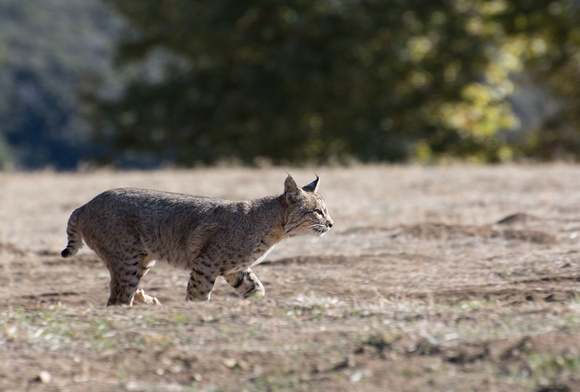 Bobcat - Lynx rufus