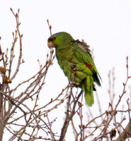 Lilac-crowned Parrot - Amazona finschi
