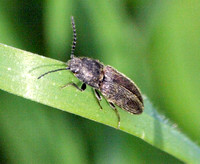 Click beetle - Limonius sp.