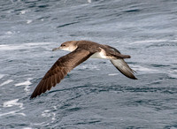 Black-vented Shearwater - Puffinus opisthomelas over the Redondo Submarine Canyon