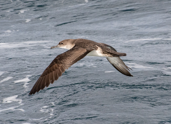 Black-vented Shearwater - Puffinus opisthomelas over the Redondo Submarine Canyon