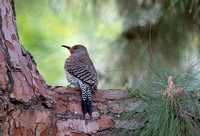 Northern Flicker (red shafted) - Colaptes auratus