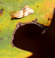 Garden tortirx - Clepsis peritana
