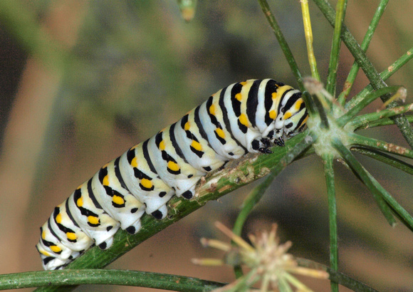 Anise swallowtail - Papilio zelicaon