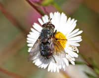Tachinid fly - Peleteria sp.