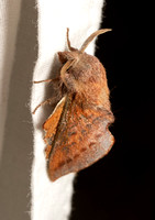 American Lappet Moth - Phyllodesma americana