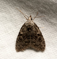 Tufted moth - Meganola sp.