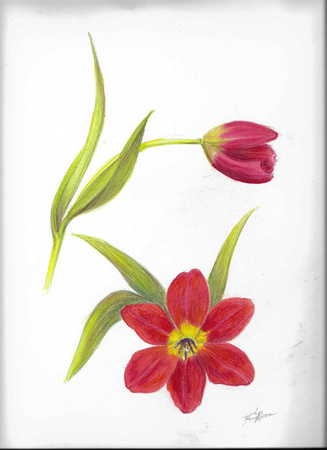 Tulip study - colored pencil