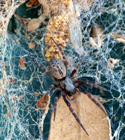 Lace web spider - Badumna longinqua
