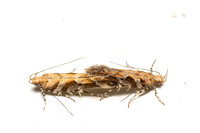 Twirler moth - Aristotelia sp.
