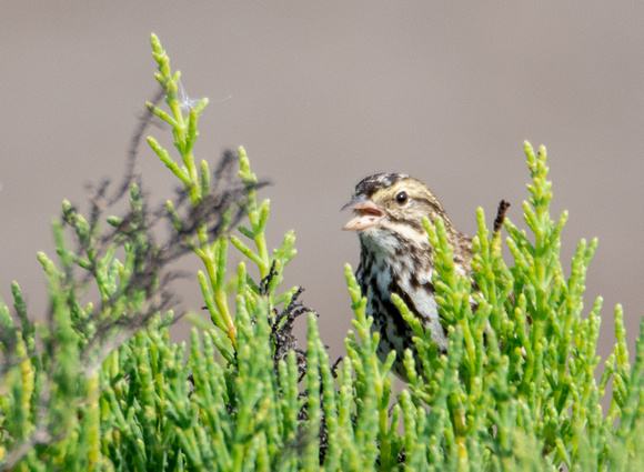 Savannah Sparrow - Passerculus sandwichensis (Belding's)