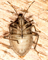Brown Marmorated Stink Bug - Halyomorpha halys