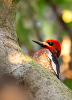 Red-breasted Sapsucker - Sphyrapicus ruber