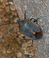 Conchuela bug - Chlorochroa ligata