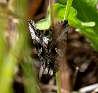 Alfalfa looper moth - Autographa californica