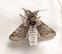 Gray Furcula Moth - Furcula cinereoides
