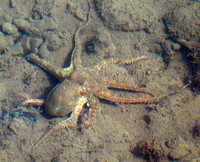 California Two-spot Octopus - Octopus bimaculoides