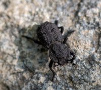 Ironclad beetle - Phloeodes diabolicus
