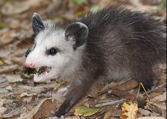 Opossum - Didelphis virginiana