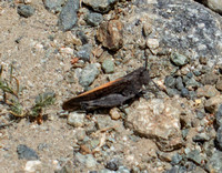 California Orange-winged Grasshopper  - Arphia ramona