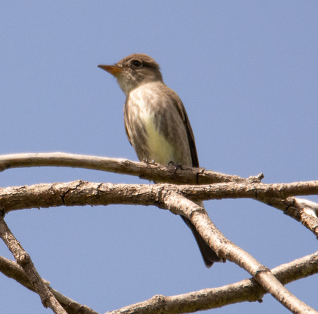 Olive-sided Flycatcher - Contopus cooperi