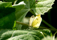 Cabbage white - Pieris rapae