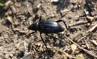Stink beetle - Eleodes gracilis