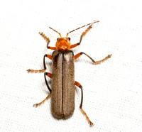 Brown Leatherwing Beetle - Pacificanthia consors