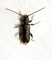 Long-horned beetle - Phymatodes grandis