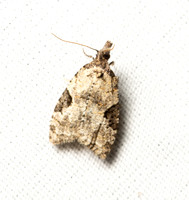 Tortricid moth - Anopina triangulana