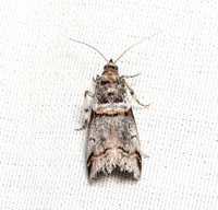 Tricolored acrobasis moth - Acrobasis tricolorella