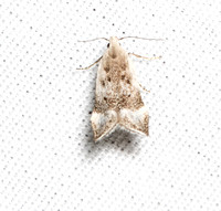 Twirler moth - Coleotechnites invictella